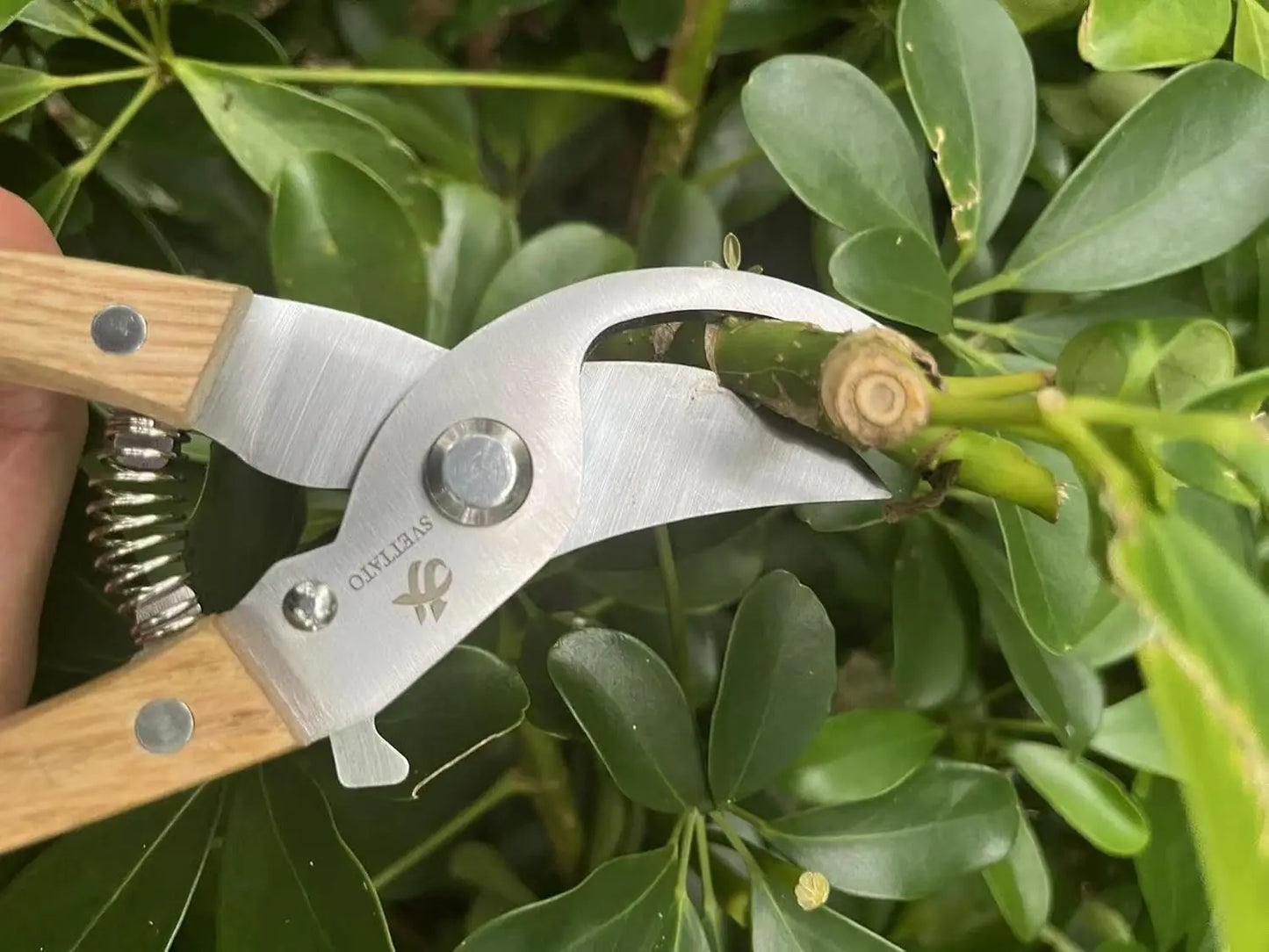 Bypass Pruning Shears